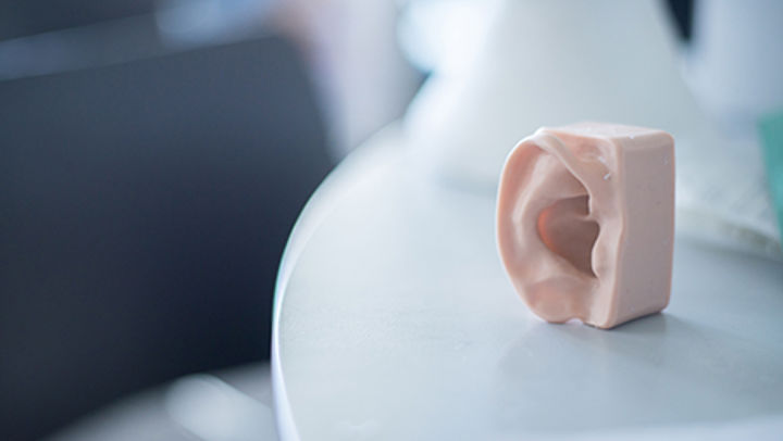 A plastic model educational ear