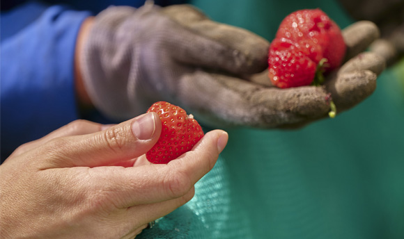 A close up of two hands picking strawberries.