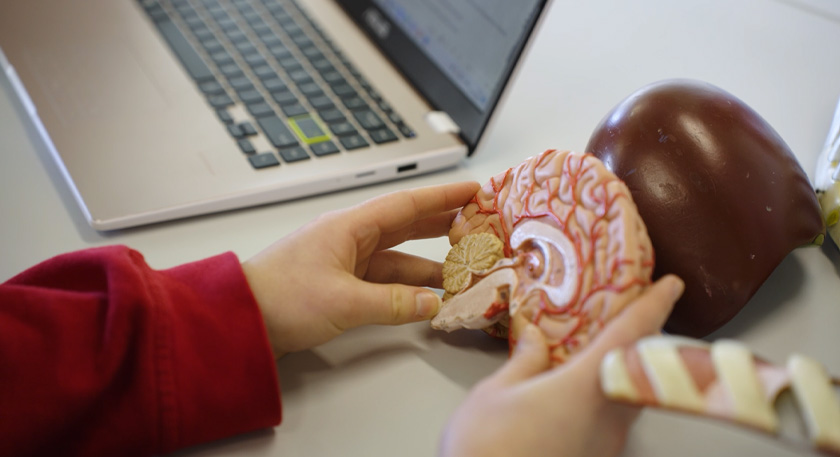 A close up of a someone holding anatomically correct plastic versions of human organs in their hands.