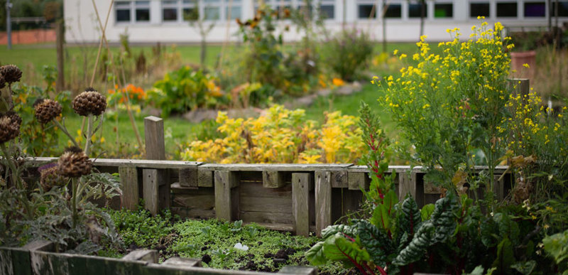 A row of allotments filled with different varieties of plants and vegetables.