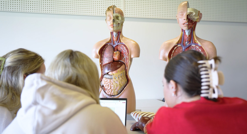 Three students working on a laptop, in front of them are two anatomical models of the human body.