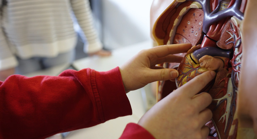 A close up of someone inspecting the organs in a plastic anatomical human model.