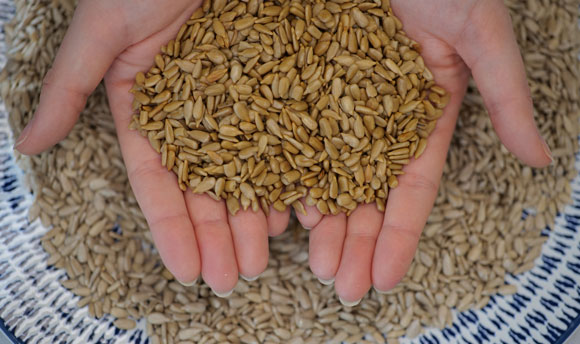 Hands holding sunflowers seeds with a blue and white plate in the background